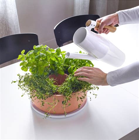 watering herbs indoors